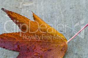 Autumn Leaf over a Gray Background