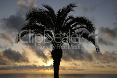 Palme bei Sonnenaufgang