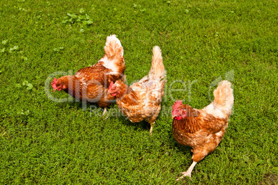 Hühner, Chicken