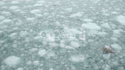 Glacier ice floating in ocean P HD 8351