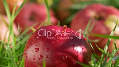 Red apples with water drops in green grass panning time-lapse