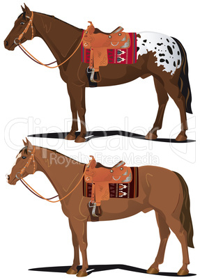Western horse