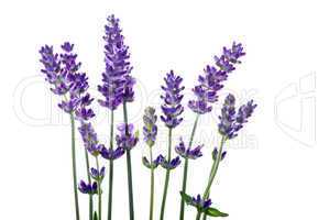 Lavendel