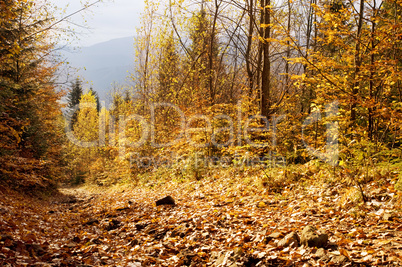 Autumn forest