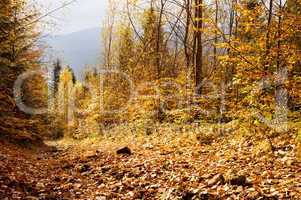 Autumn forest