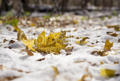 Autumn leaf