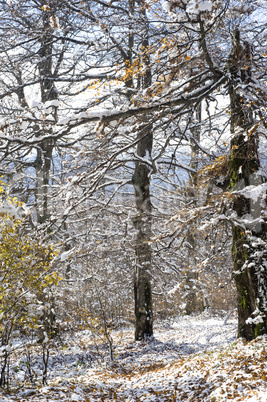 Winter landscape