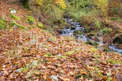 Autumn Leaves