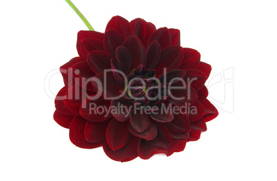 Dahlie freigestellt - Dahlia isolated 03