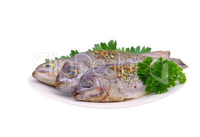 Dorade - Gilt head bream 17