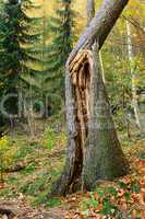 Gesplitterter Baumstamm - splinted trunk 05