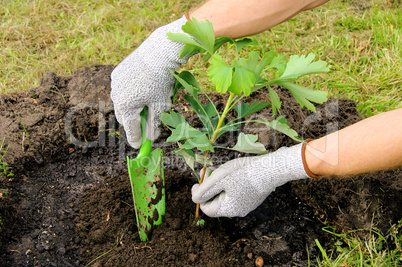 Ginkgo pflanzen - ginkgo planting 01