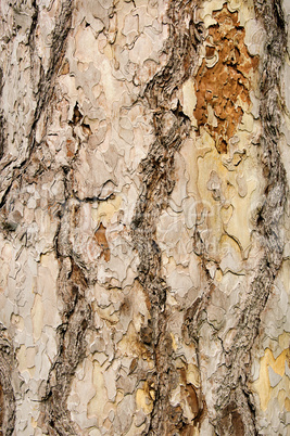 Kiefer Rinde - pine bark 01