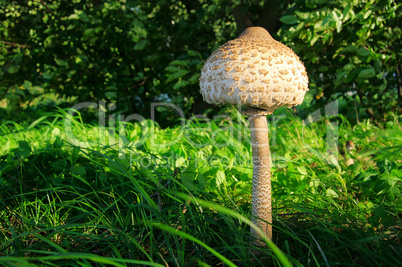 Riesenschirmpilz - Parasol mushroom 11