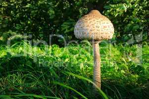 Riesenschirmpilz - Parasol mushroom 11