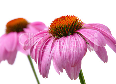 Sonnenhut Purpur - Purple Coneflower 48