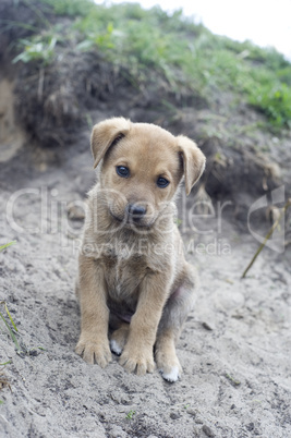 Homeless puppy