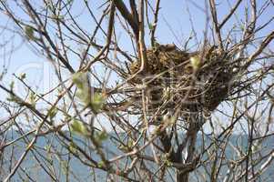 Bird nest