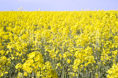 Rape field