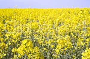 Rape field