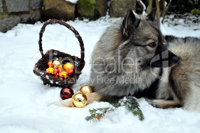 Hund Weihnachten Wolfsspitz