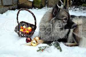 Hund Weihnachten Wolfsspitz