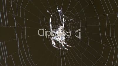 Spinne auf Netz 01