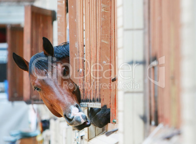 Horses behind bars