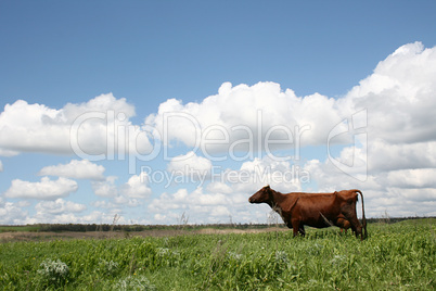 Cows in Summer Landscape