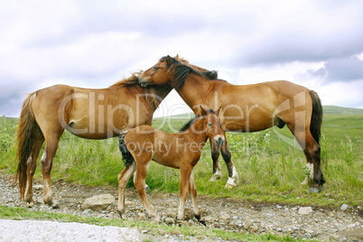 Horses family