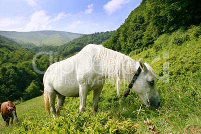 White horse