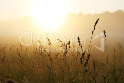 Misty sunrise