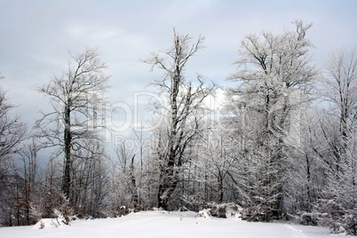 winter landscape