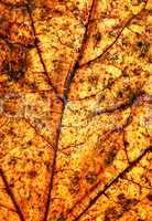 autumn leave. Close up