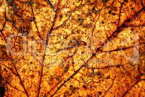 autumn leave. Close up