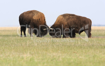 Two wild buffalos fights