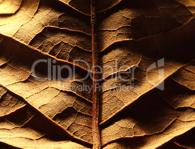 Dried leaf