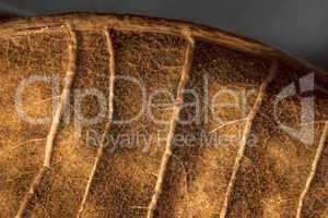 Dried leaf