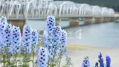 Flower blue bell bridge P HD 0121