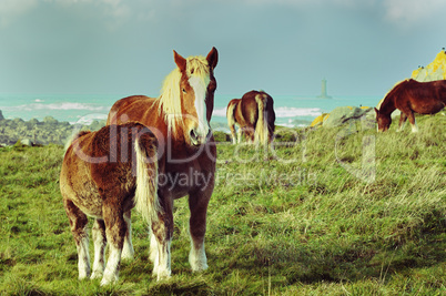 Horses in Brittany