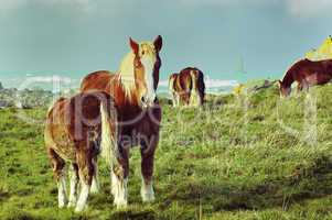 Horses in Brittany
