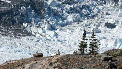 Glacier with pine trees P HD 0236