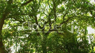countryside country tree light wind green gentle shake quiet place relax