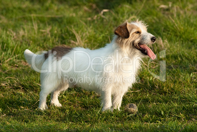 Jack Russell Terrier