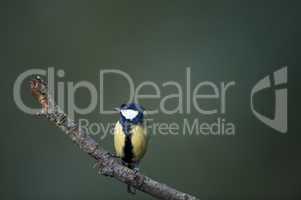 Great Tit On Alert