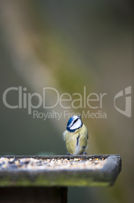 Bluetit Looking Up