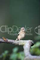 Female Chaffinch (Fringilla coelebs)