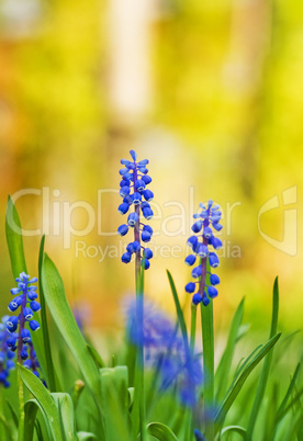Beautiful_Blue_Flowers