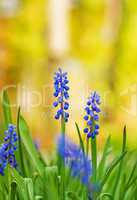 Beautiful_Blue_Flowers