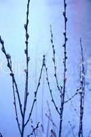 Blue Branches